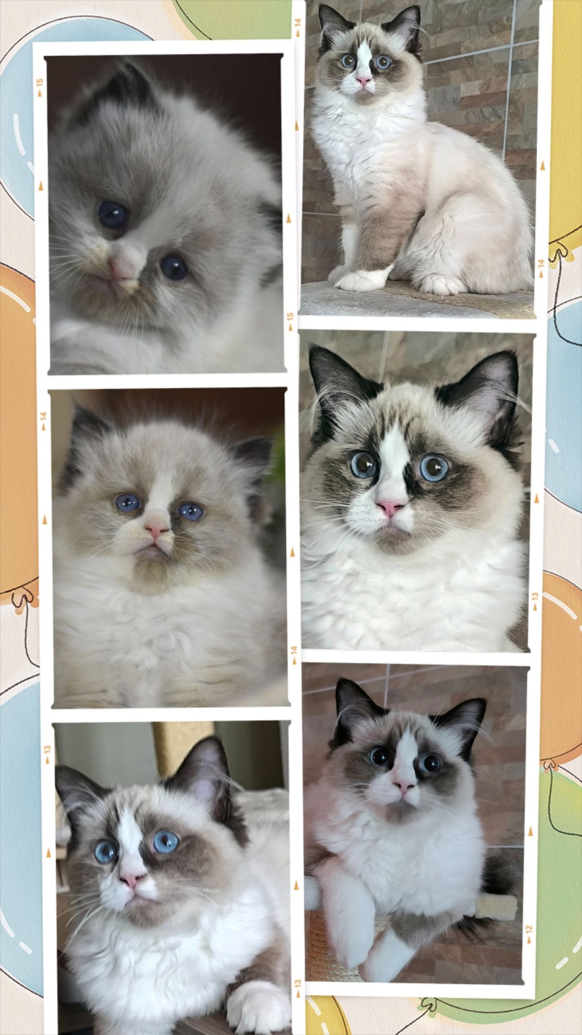 /images/Galeria/Ragdoll Rajongók Rezidenciája/29 Geiger Bernadett.jpg
